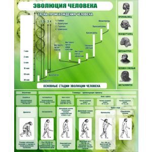 Эволюция человека